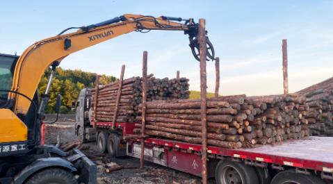 <a href=http://www.vckoom.cn/ target=_blank class=infotextkey>松木樁</a>現場選材與運輸