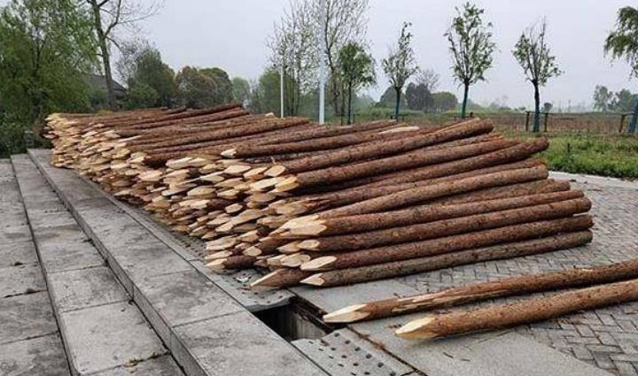 杉木樁為什么這么受歡迎？杉木樁有哪些優點和缺點？