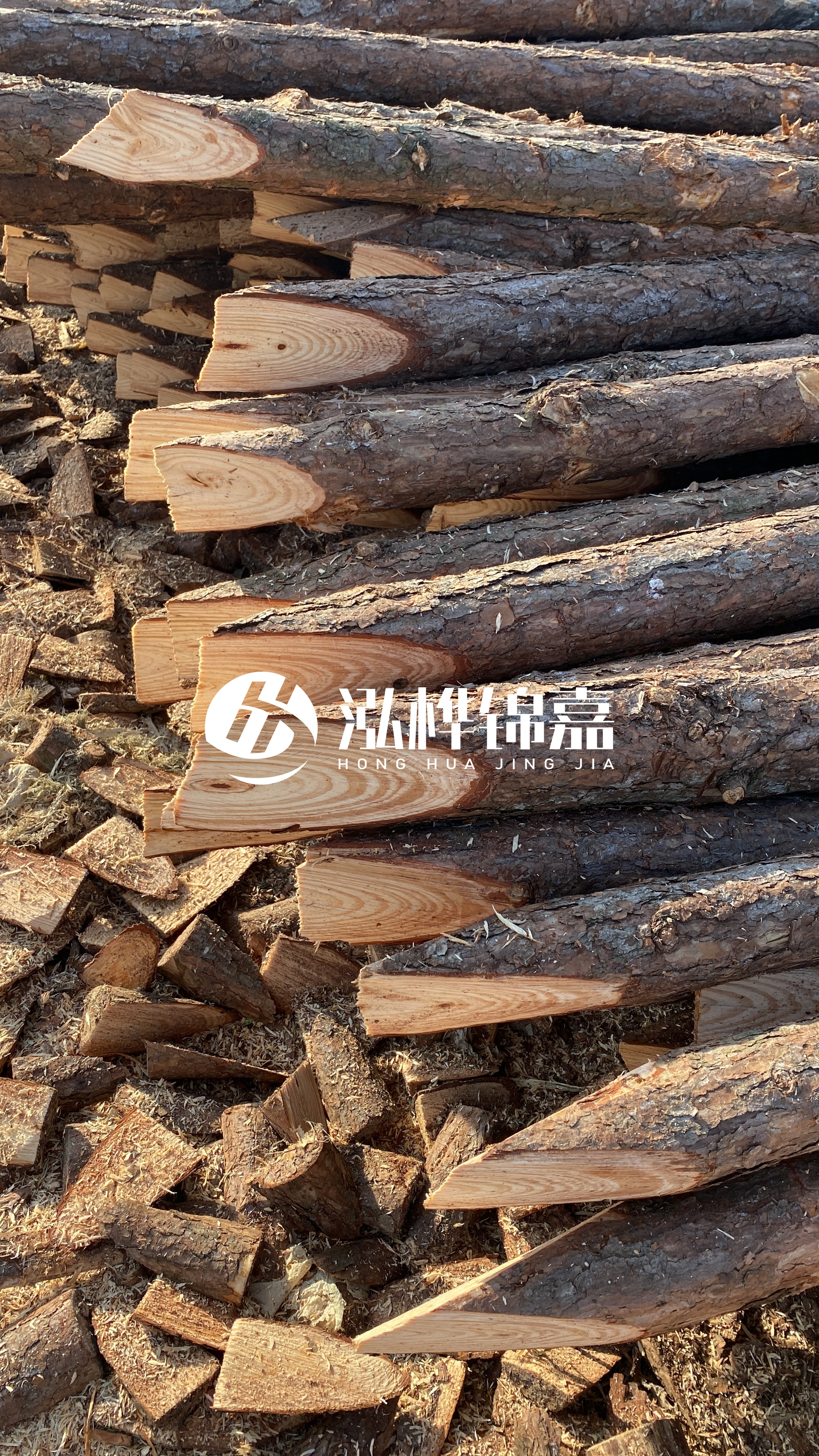 松木樁怎么分辨好壞？學會這幾招，輕松分辨松木樁好壞不踩雷！